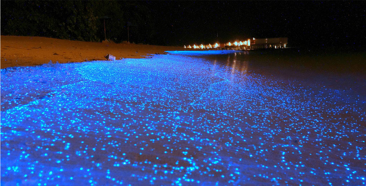 Bioluminescent Waves