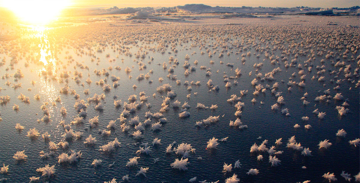 Frost Flowers